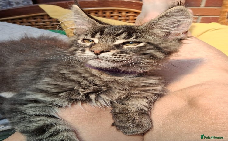 Maine Coon cats - Advert 6