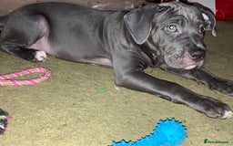 Mixed Breed dogs for sale: Beautiful blue staffy cross - Advert 3