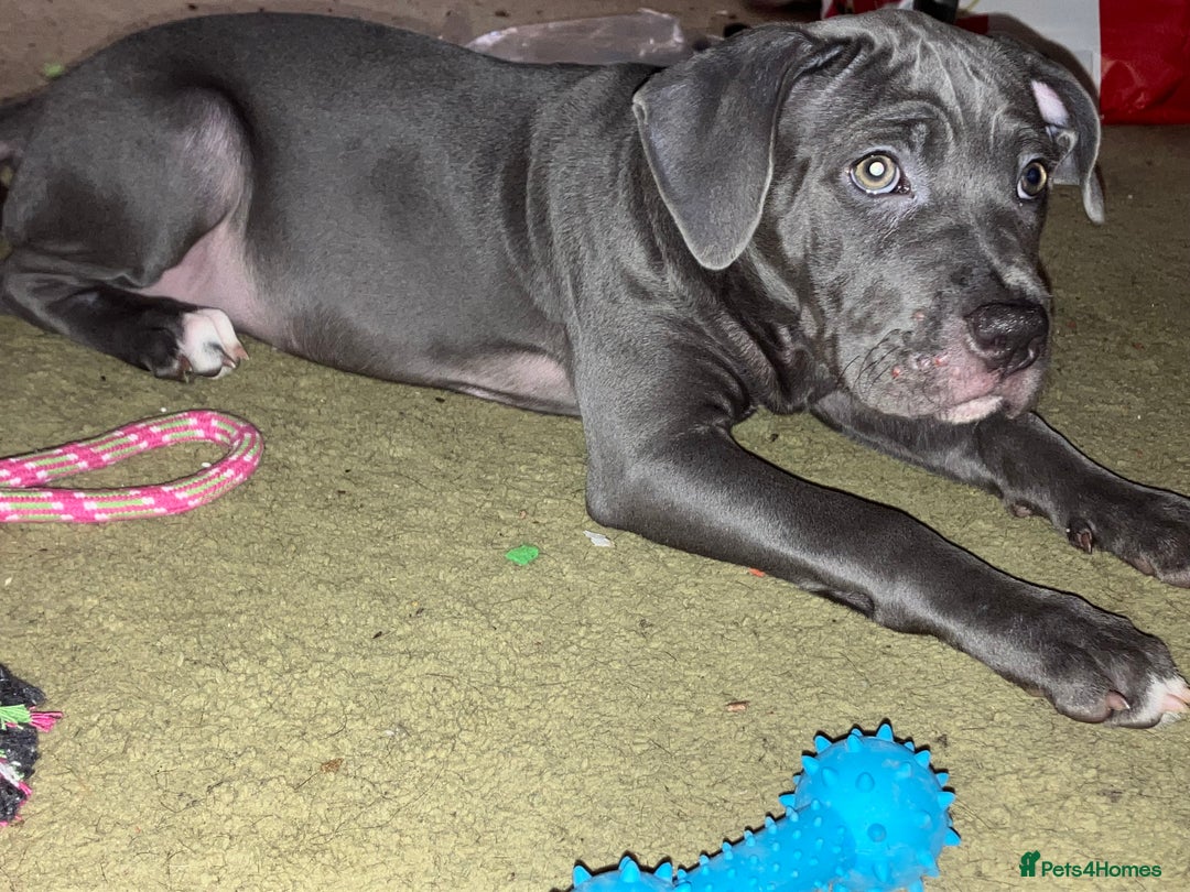 Mixed Breed dogs for sale: Beautiful blue staffy cross - Advert 3