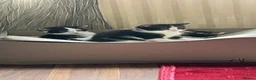 Mixed Breed cats for sale: 7 week old kittens for sale  - Advert 4