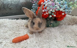 Continental Giant rabbits for sale: Continental Giant baby Rabbits harlequin yellow  - Image 7