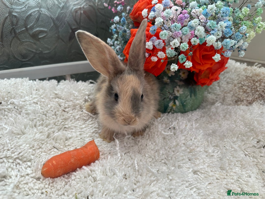 Continental Giant rabbits for sale: Continental Giant baby Rabbits harlequin yellow  - Image 7