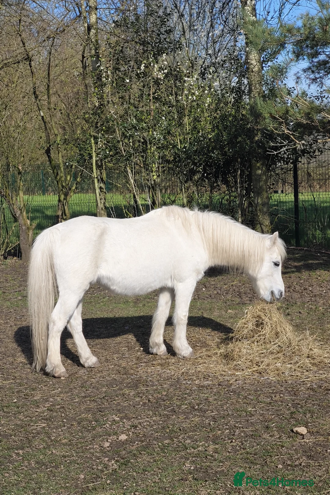 Welsh Section A horses for sale: Sprite & Lemonade Welsh Section A ponies for sale in Warrington - Advert 9