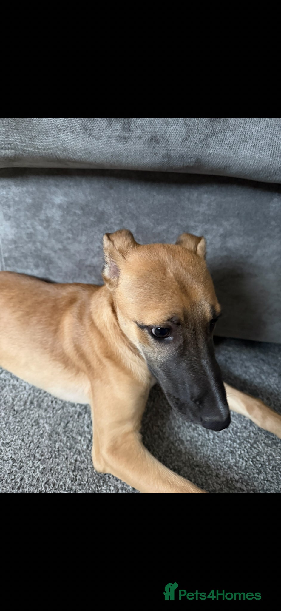 Lurcher dogs Lurcher girl - Advert 3