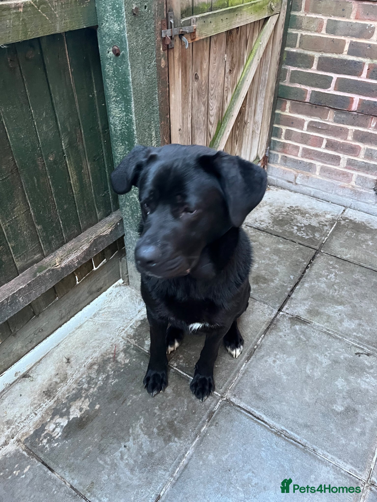 Cane Corso dogs Cane corso boy 10 months  - Advert 1