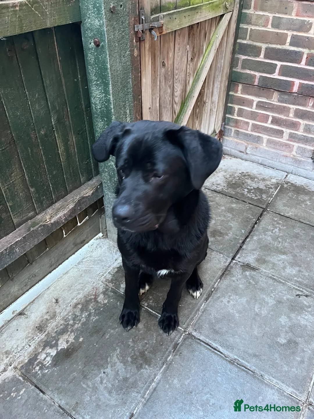 Cane Corso dogs for sale: Cane corso boy 10 months  in Chichester - Advert 1