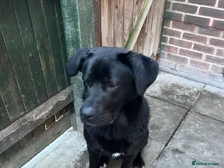 Cane Corso dogs Cane corso boy 10 months - Advert 1