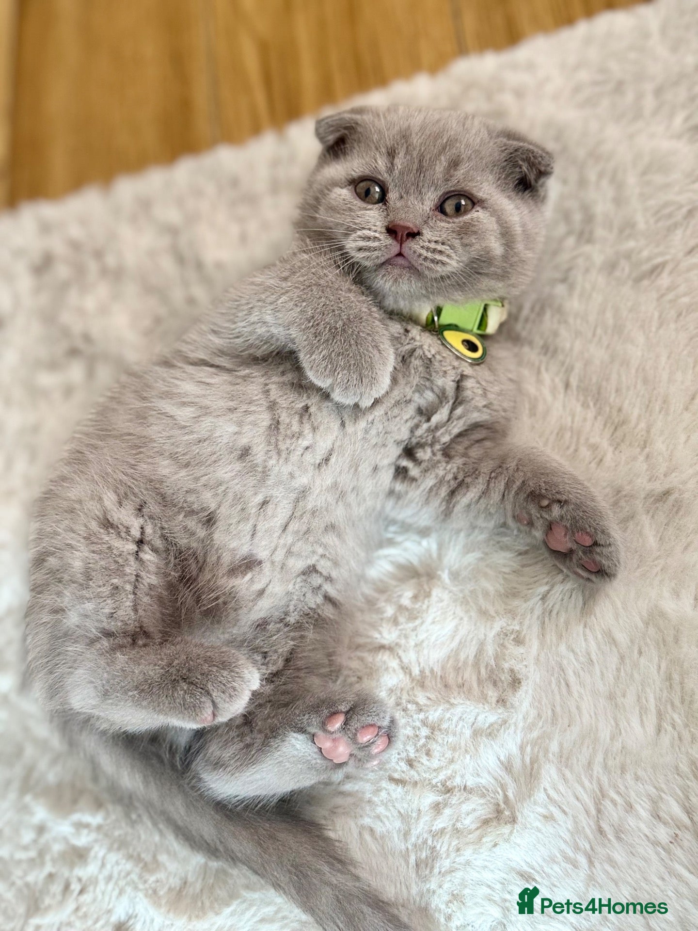 Scottish Fold cats Scottish fold - Advert 2