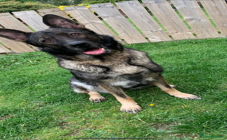 German Shepherd dogs - Advert 11