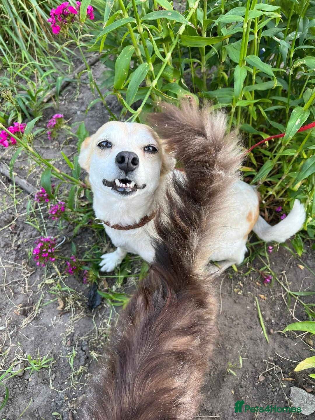 Mixed Breed dogs for adoption: 💖🐶 JULIET 🐶💖 - Image 4