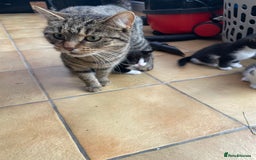 Mixed Breed cats for sale: Two male tuxedo kittens  - Image 9