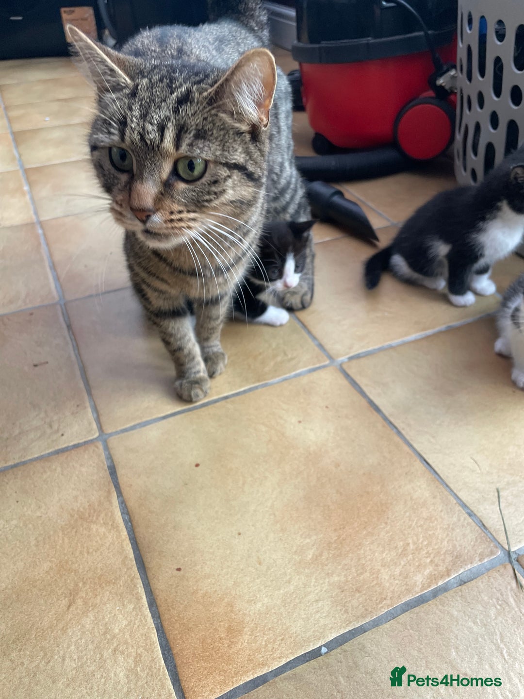 Mixed Breed cats for sale: Two male tuxedo kittens  - Image 9