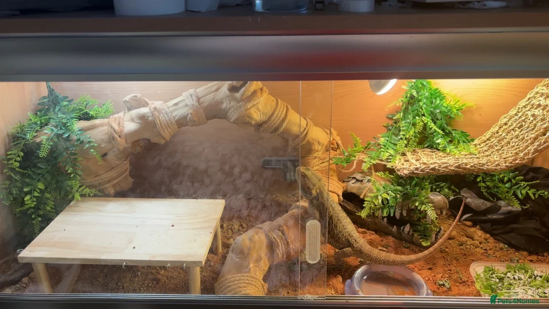 Bearded Dragon reptiles for sale: Female bearded dragon  - Advert 2