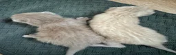 Bengal cats for sale: 2 left now Bengal cross ragdoll kittens - Advert 3