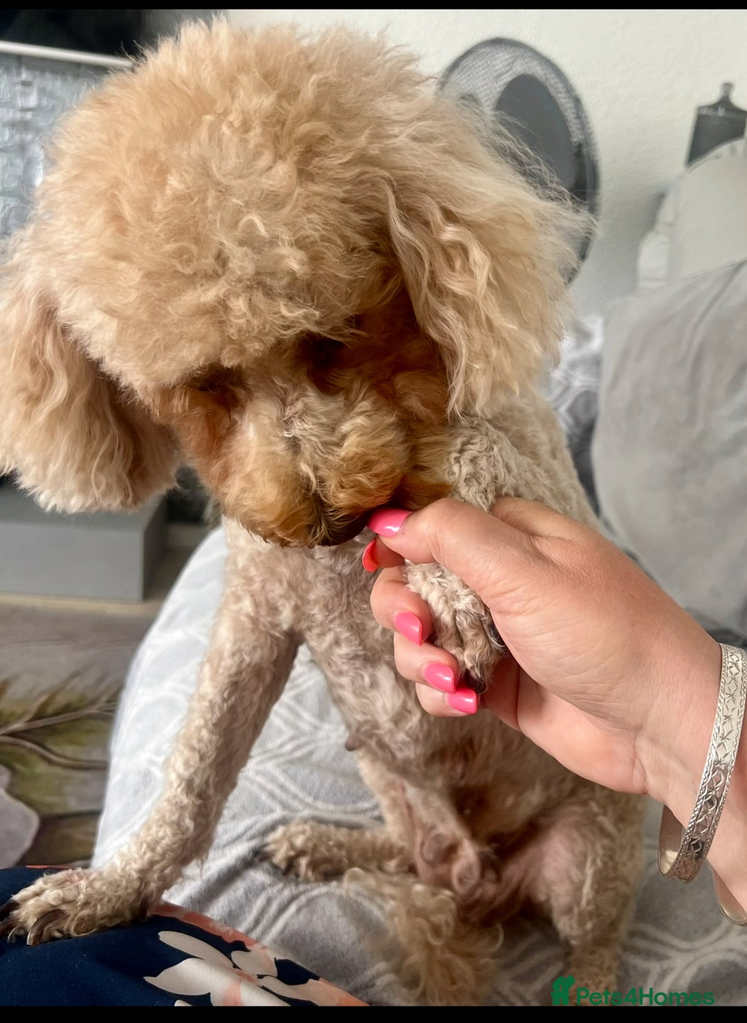 Mixed Breed dogs for sale: 🐾🐶Adorable and very cute Cavaschnauzer 🐶🐾 - Image 33