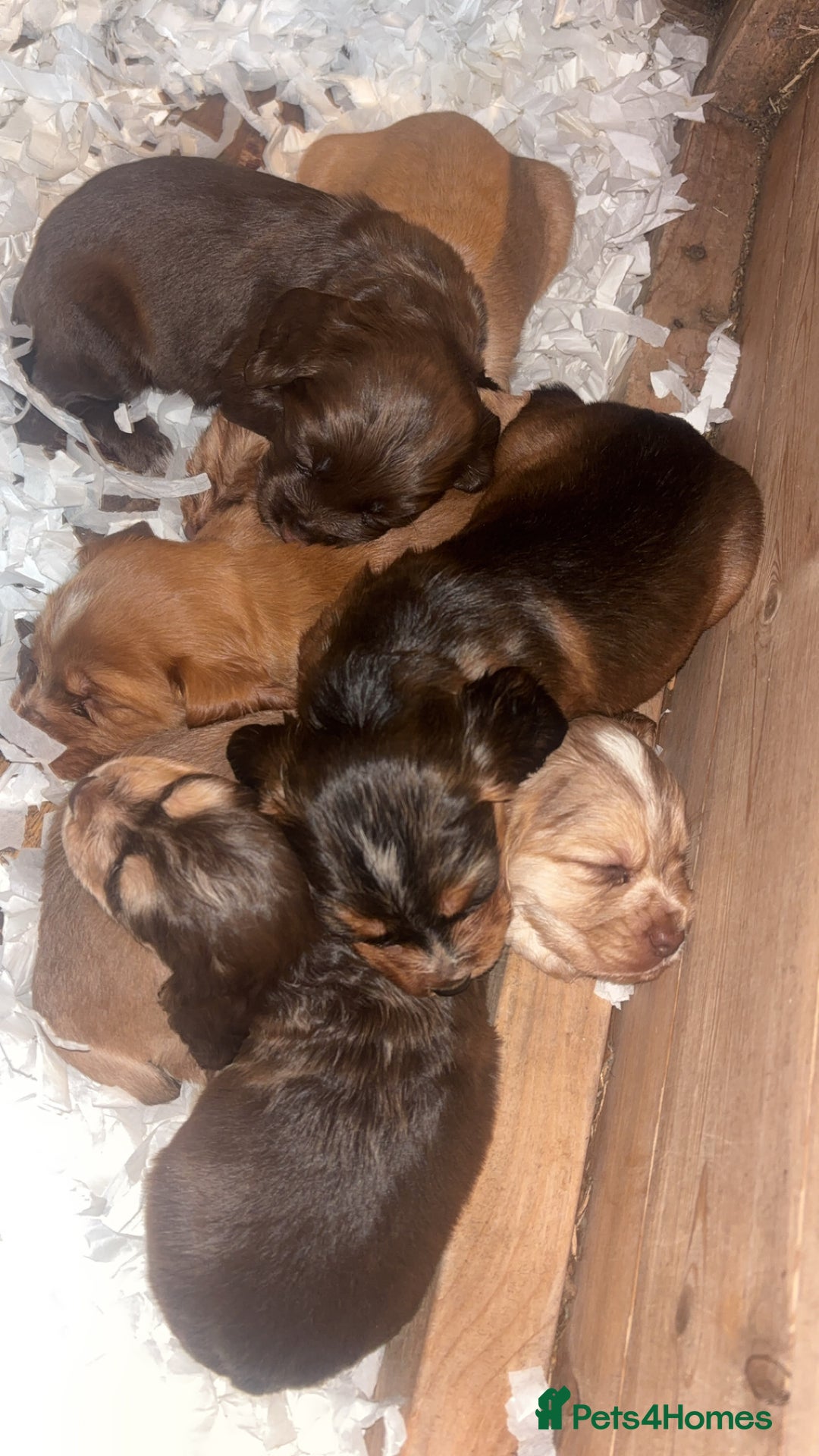 Cocker Spaniel dogs for sale: Cocker spaniel puppies for sale.  - Image 16