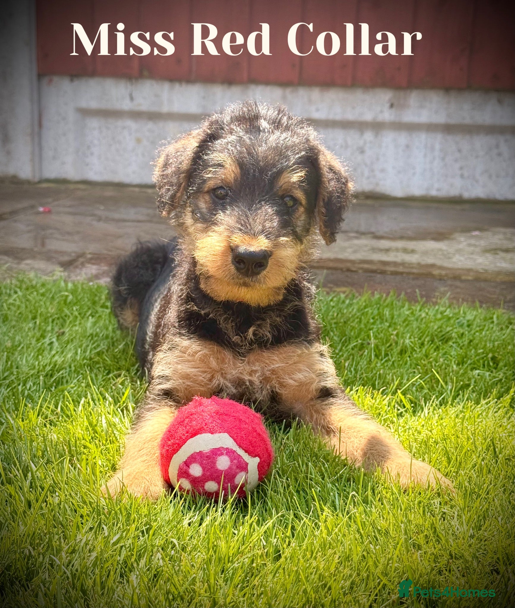 Airedale Terrier dogs ADORABLE AIREDALE PUPS FROM 5 ⭐️ LICENSED BREEDER - Advert 1