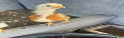 Mixed Breed birds for sale:     2 Healthy Baby Chicks for Sale  in Bedford - Advert 2