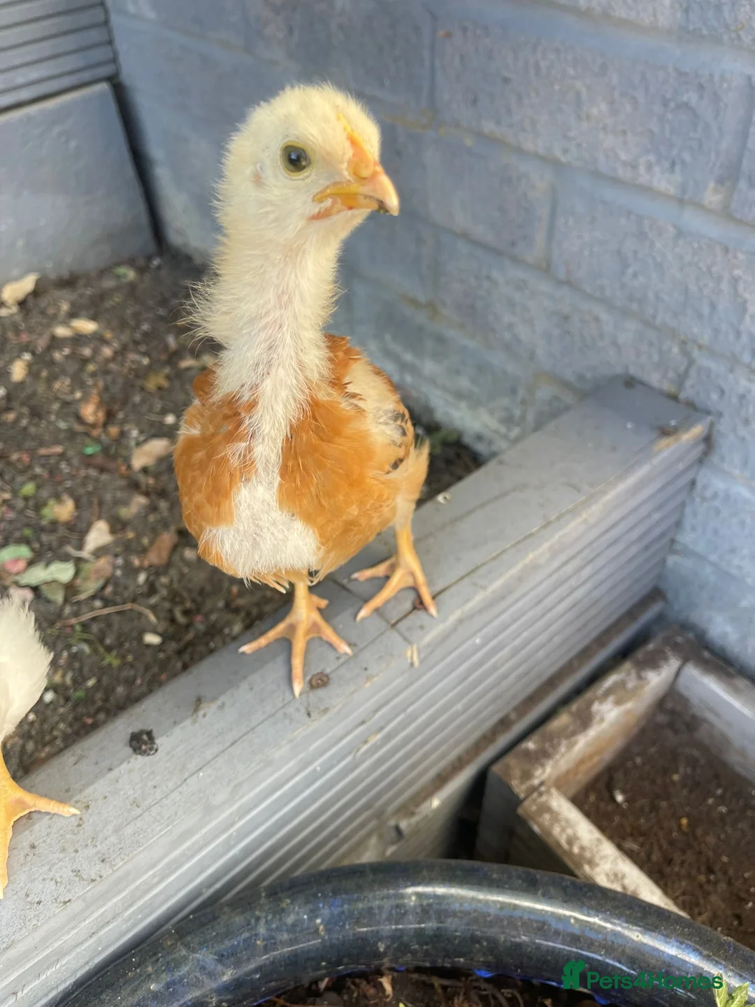 Mixed Breed birds for sale:     2 Healthy Baby Chicks for Sale  in Bedford - Advert 2