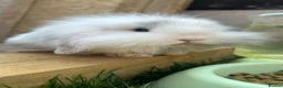 Mini Lion Lop rabbits for sale: lop x Lion head baby bunnies  - Advert 3