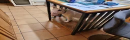 Bull Terrier dogs for sale: Bullterrier puppy  - Advert 4