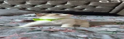 Ragdoll cats for sale: 3 TICA Registered Males for Sale. READY NOW - Advert 10