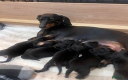 Dachshund dogs for sale: 3 boy dachshunds for sale - Image 6
