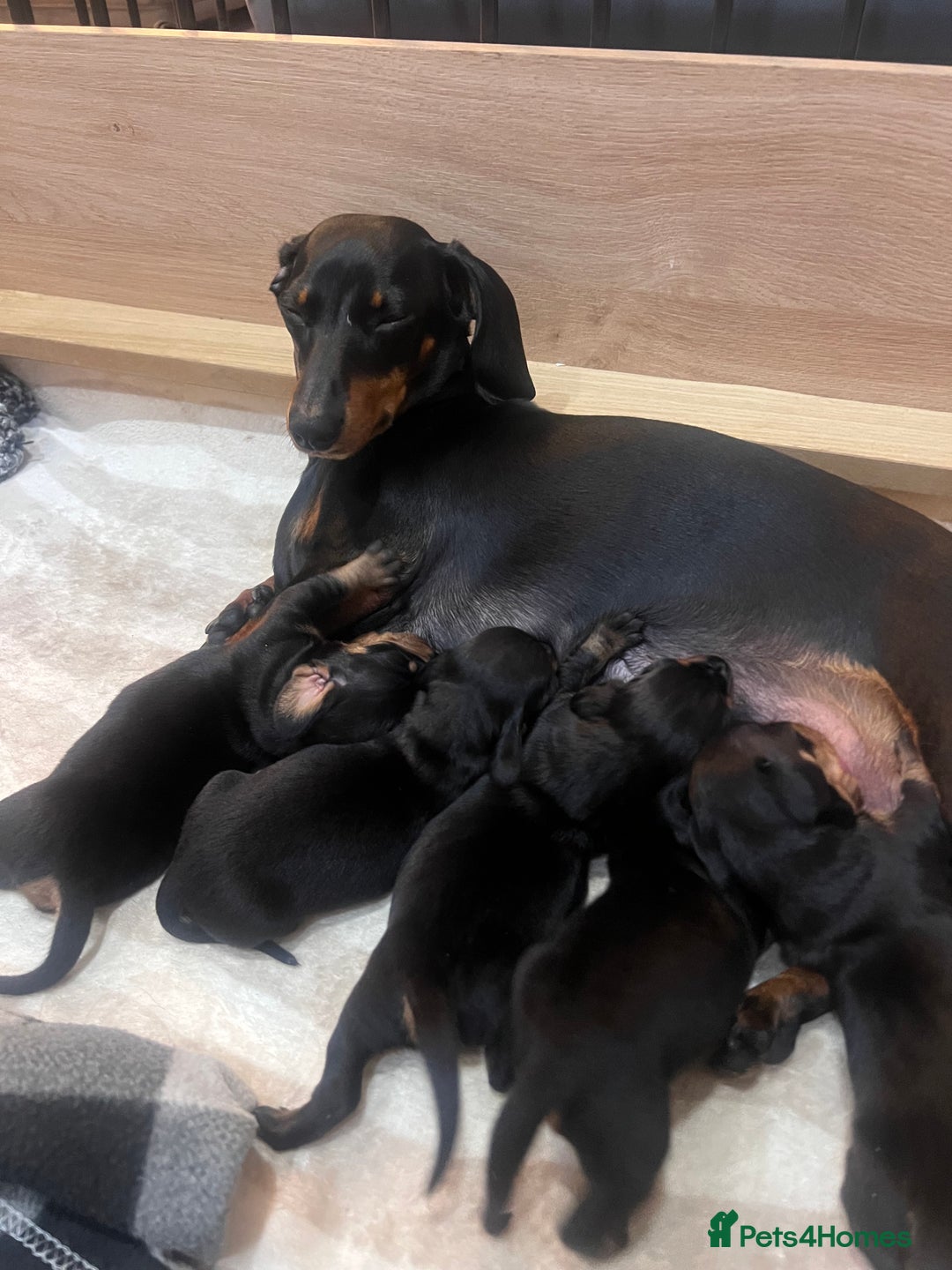 Dachshund dogs for sale: 3 boy dachshunds for sale - Image 6