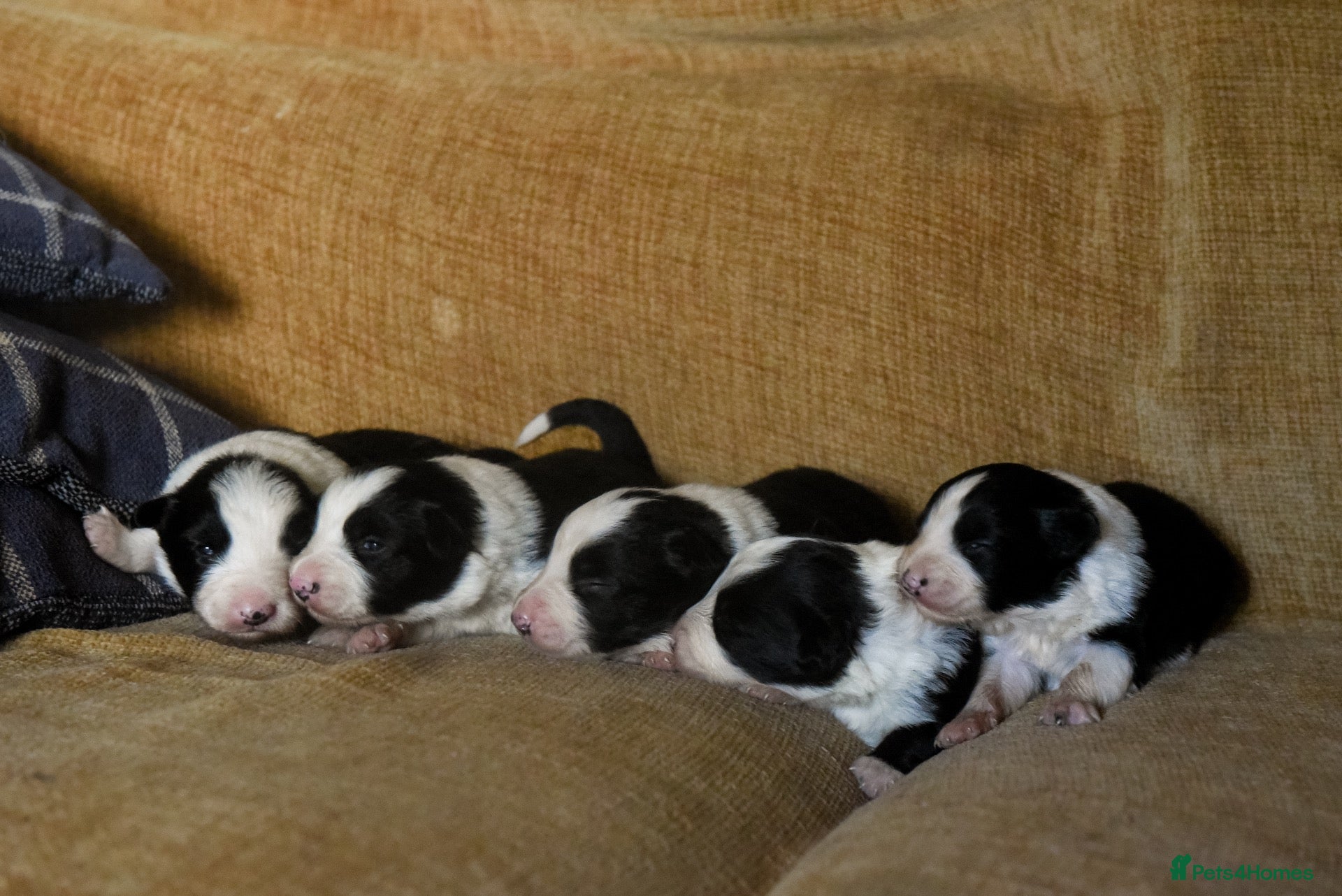 Border Collie dogs Stunning Blue & white / black & white pups - Advert 1