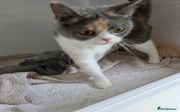 British Shorthair cats for sale: British Shorthairs Stunning Litter - Image 7