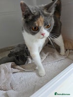 British Shorthair cats British Shorthairs Stunning Litter - Advert 13