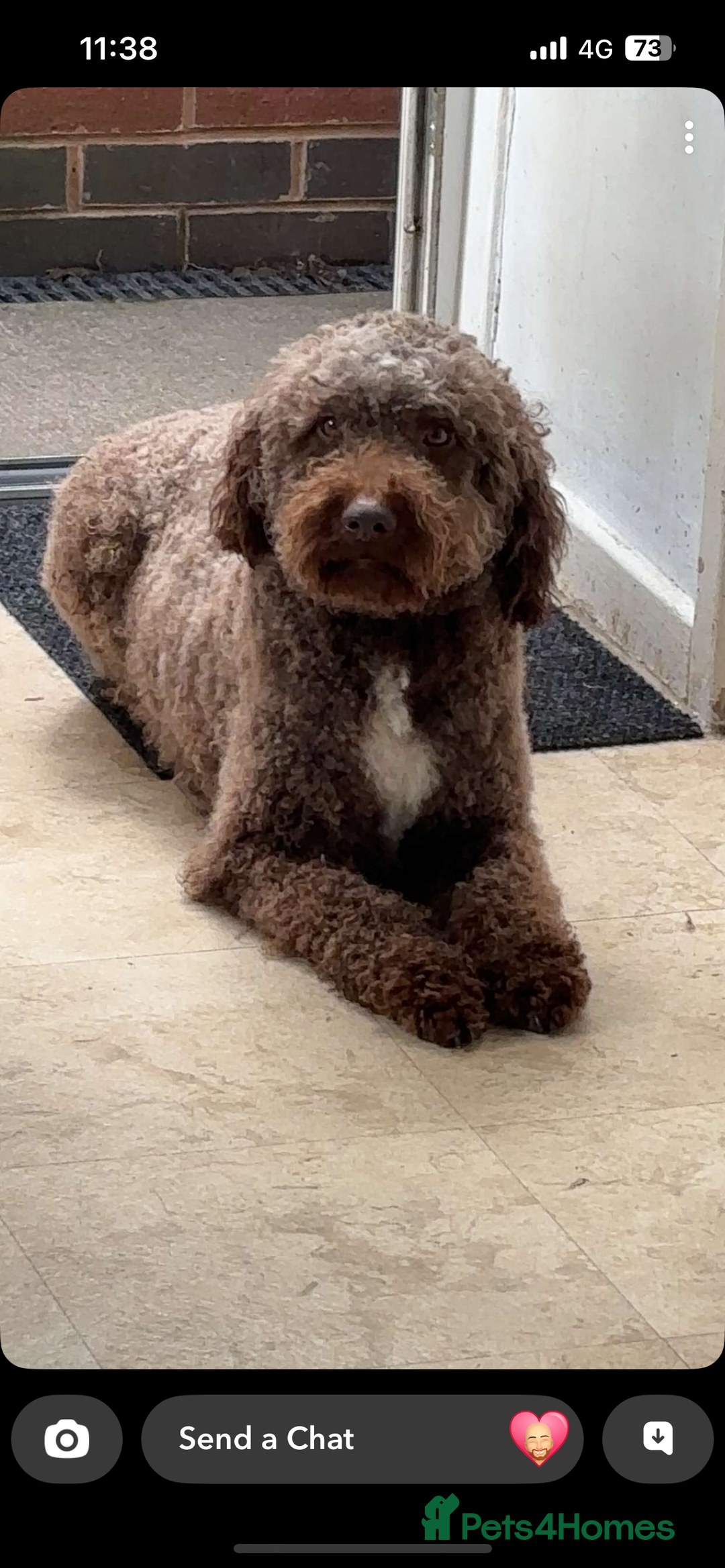 Lagotto Romagnolo dogs for sale: Stunning lagotto boys 🤩😍 - Advert 1