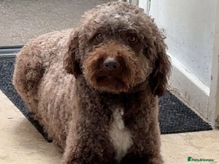 Lagotto Romagnolo dogs Stunning lagotto boys 🤩😍 - Advert 5