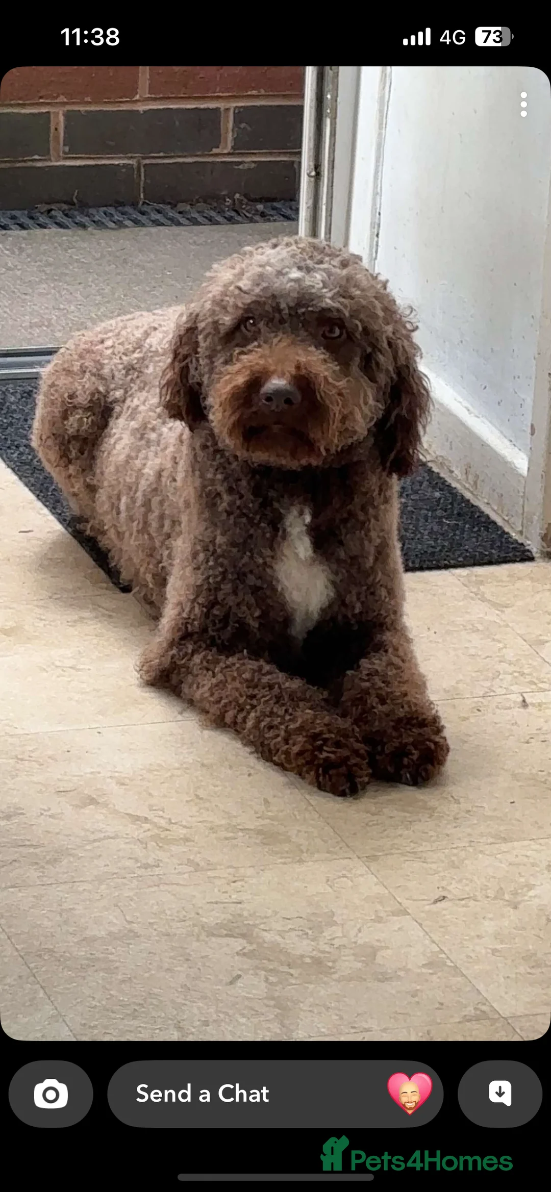 Lagotto Romagnolo dogs for sale: One last boy left 😍😍 - Advert 4
