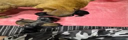 Mixed Breed dogs for sale: 7 beautiful puppies  in Taunton - Advert 26
