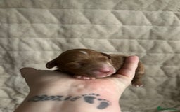 Cavapoo dogs for sale: 💫1 GIRL LEFT TOY CAVAPOO PUPPYS HEALTH TESTED 💫  - Advert 10