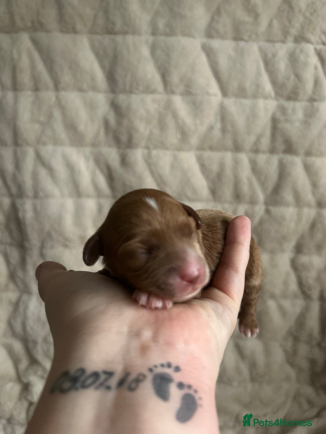 Cavapoo dogs for sale: 💫1 GIRL LEFT TOY CAVAPOO PUPPYS HEALTH TESTED 💫  - Advert 10