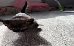 RagaMuffin cats for sale: Ragamuffin kittens  - Image 18