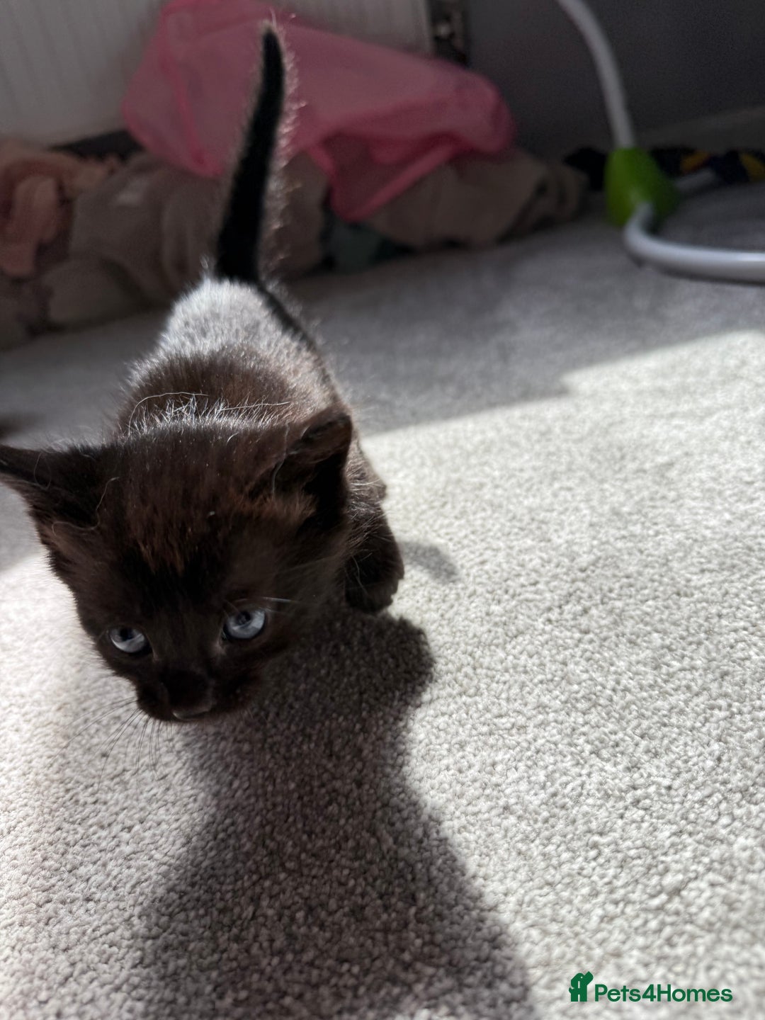 RagaMuffin cats for sale: Ragamuffin kittens  - Image 18