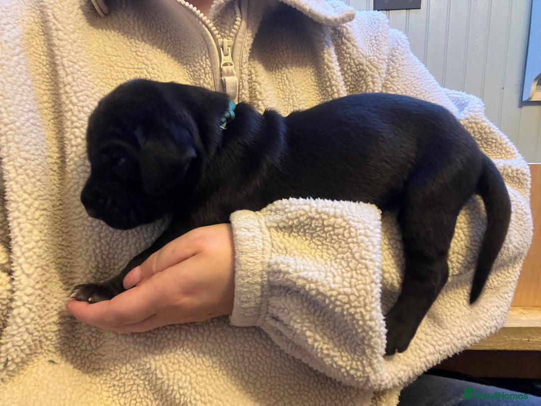 Great Dane dogs for sale: Great Dane puppy’s  - Image 19