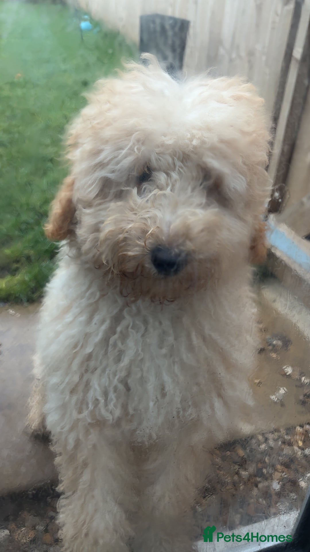 Labradoodle dogs for sale: 5 month old labradoodle (Buzz) - Advert 2
