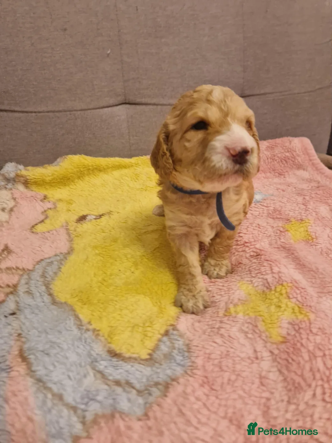 Cockapoo dogs for sale: F2 Cockapoo Puppies - Advert 38