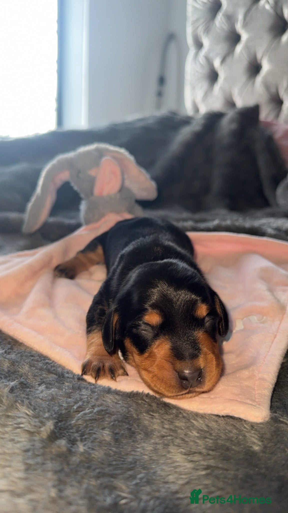 Mixed Breed dogs Dachshund x Cocker Spaniel (Cockerhund)  - Advert 13