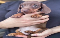 Miniature Dachshund dogs for sale: Miniature dachshund puppies - Image 4