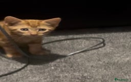 British Longhair cats for sale: Cute ginger male kitten - Image 5