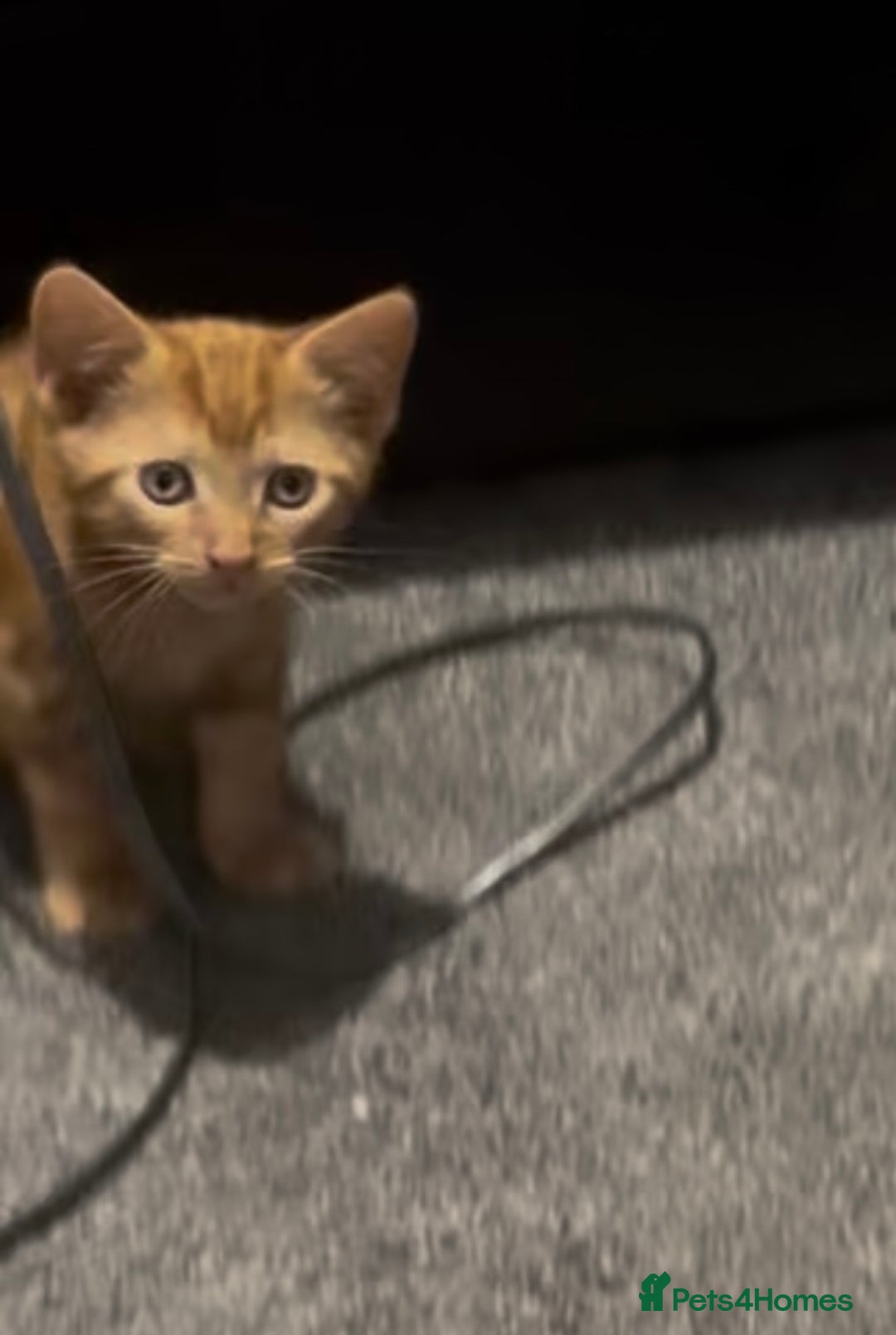 British Longhair cats for sale: Cute ginger male kitten - Image 5