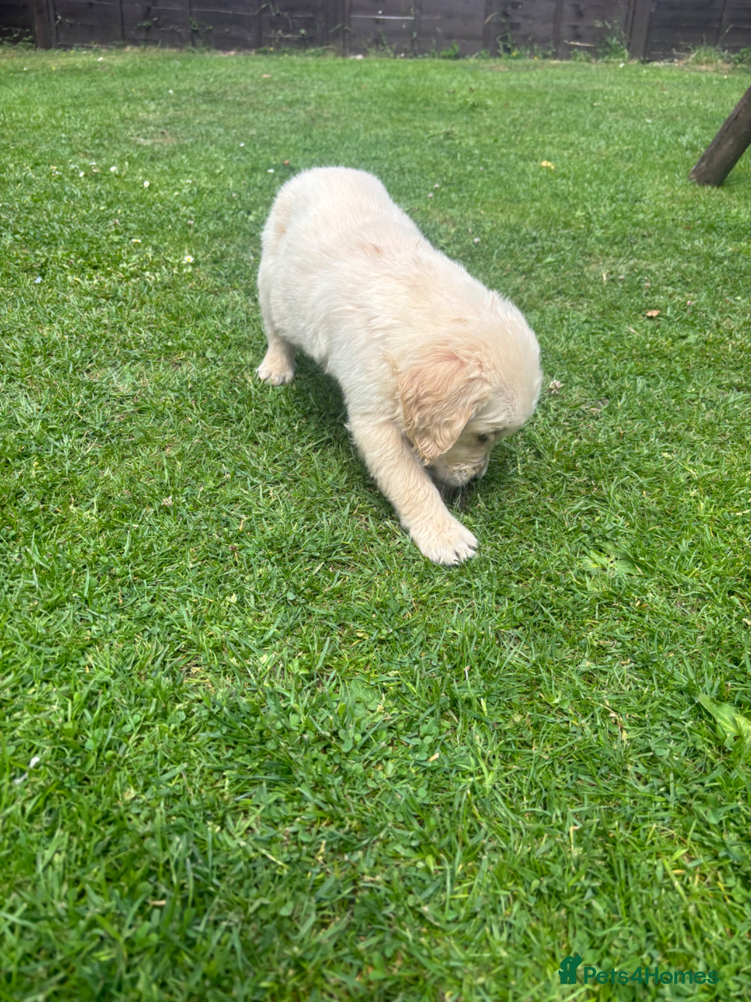 Golden Retriever dogs for sale: Golden retriever puppy’s  - Advert 19