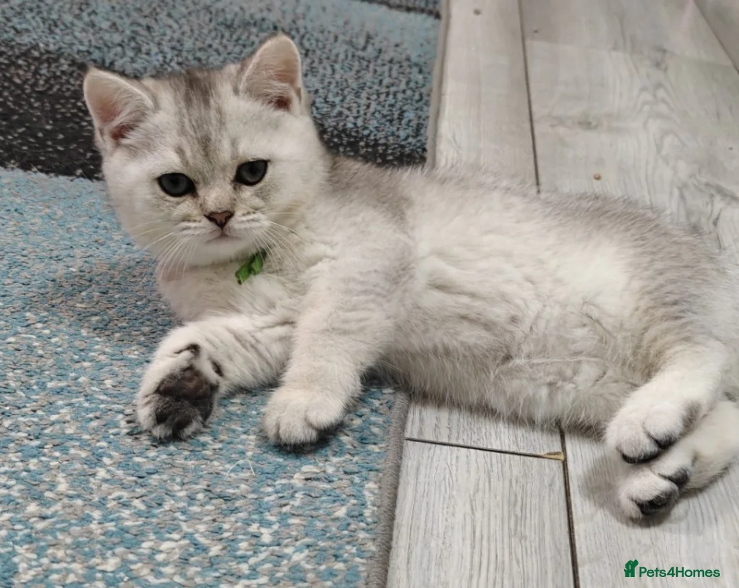 British Shorthair cats for sale: Cute & Playful Kittens for Sale – Vet Checked - Advert 12