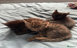 York Chocolate cats for sale: 3 kittens to a good home  - Image 1