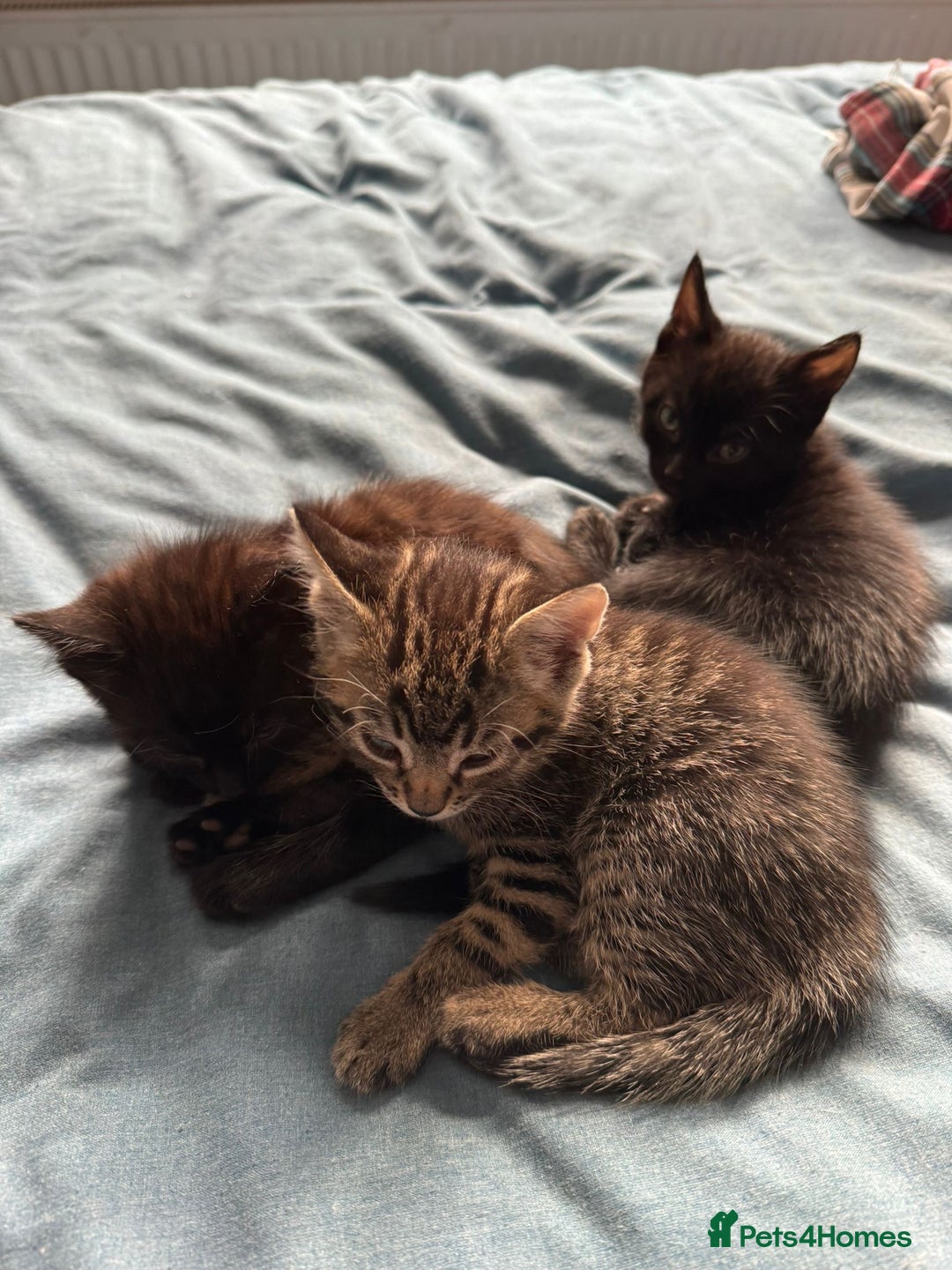 York Chocolate cats for sale: 3 kittens to a good home  - Image 1
